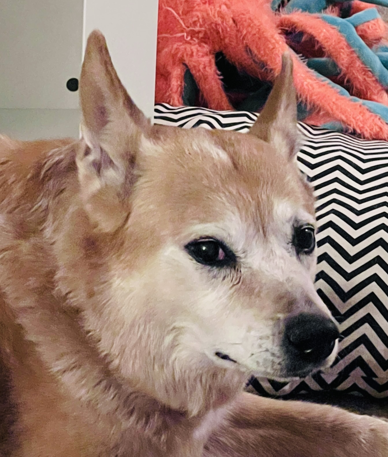 First dog, photo three