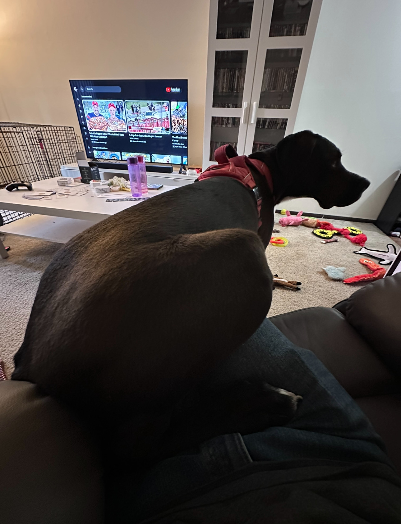 Second dog, photo one