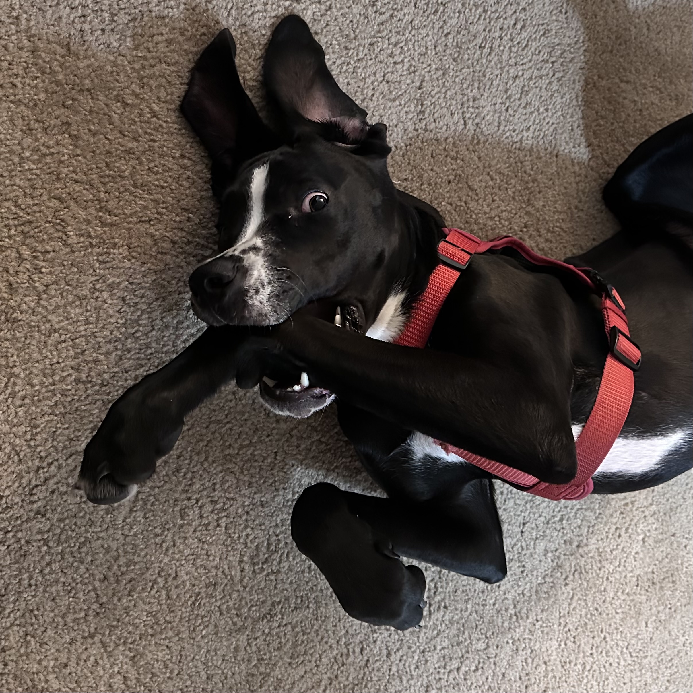 Second dog, photo three